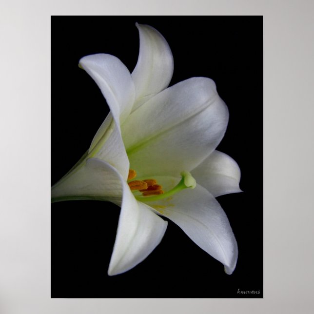 Póster Lily on Black No. 1 (Frente)