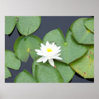 Póster Lily Pad