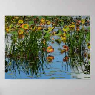 Poster Lily Pads sobre a fotografia do rio Mississippi