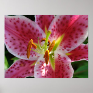 Póster Lily Rosa