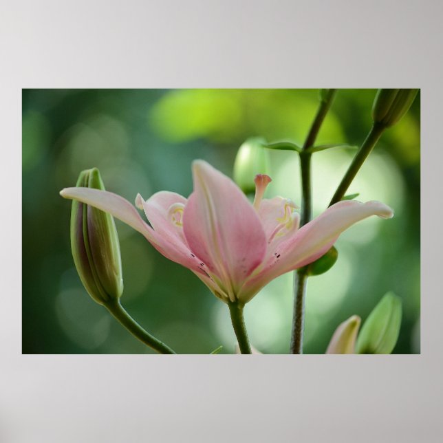 Poster Lily rosa por Shirley Taylor (Frente)