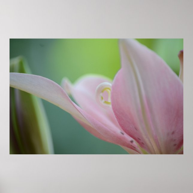 Póster Lily rosa por Shirley Taylor (Frente)
