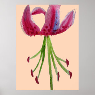 Póster Lily rosa-rosa, cor-de-água
