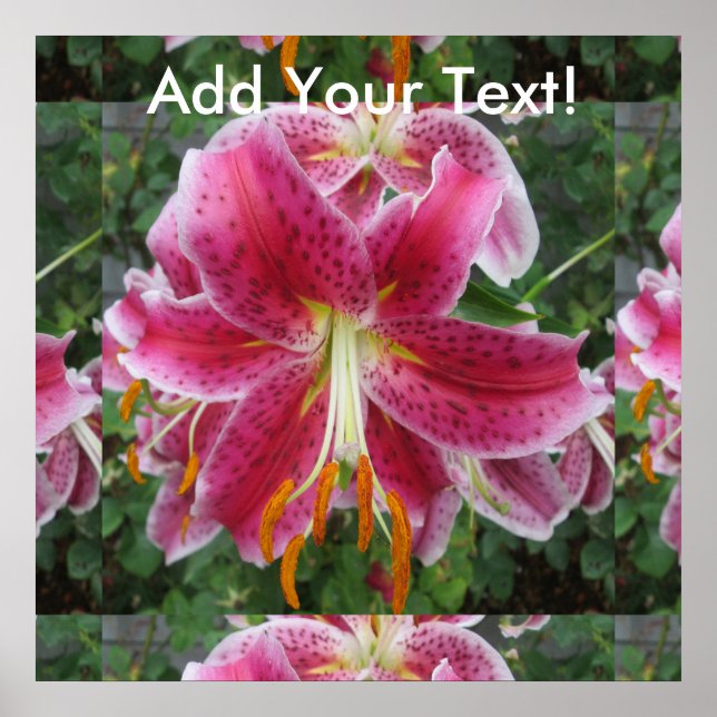 Poster Lily Stargazer Purple Flower (Frente)