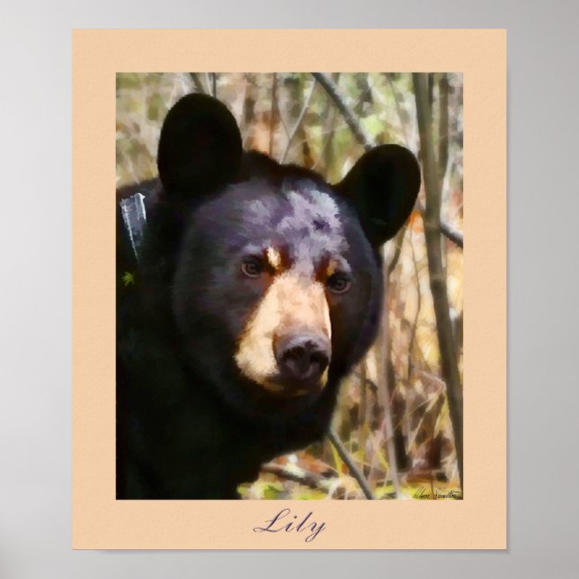 Póster Lily, um Urso Negro Americano (Frente)