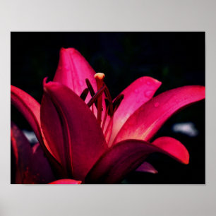 Poster Lily Vermelha Flower Close (Fechar)