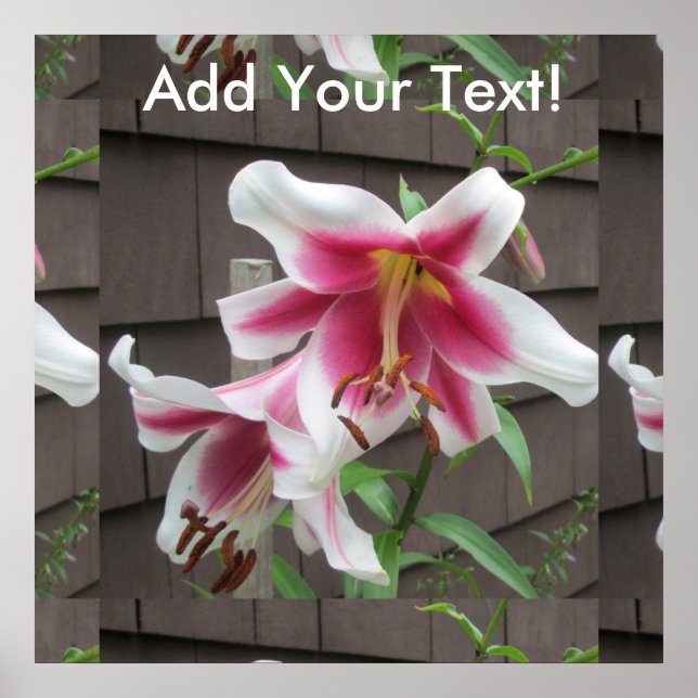 Póster Lily White Purple House Plant (Frente)