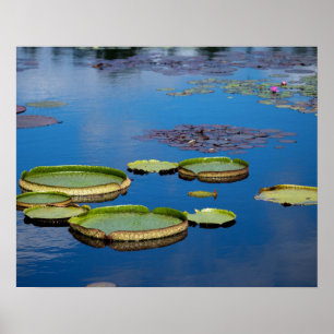 Poster Lilypad