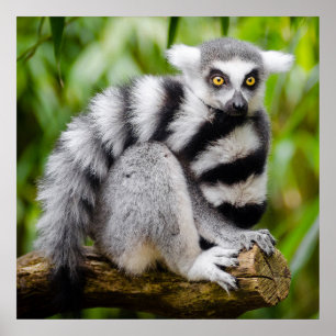 Poster Limão ameaçado