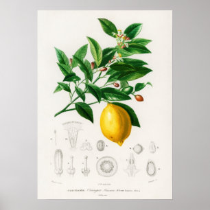 Poster Limão (Citrus Limonium)