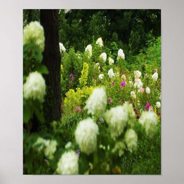 Poster Limelight Hydrangeas no meu Jardim Rubio (Frente)