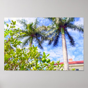 Poster Limequats em Florida