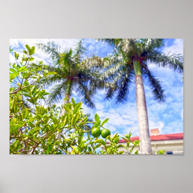 Poster Limequats na Flórida (Frente)