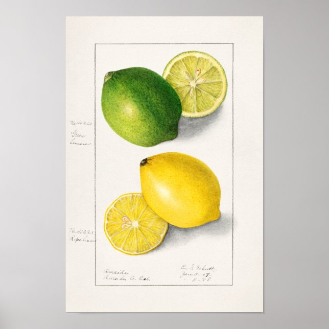 Poster Limões (Citrus Limon) Fruta (Frente)