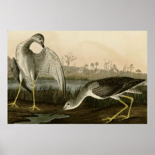 Poster Limosa indicadora