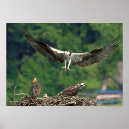 Poster Limpe a pista