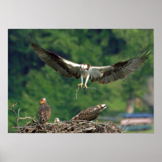 Poster Limpe a pista