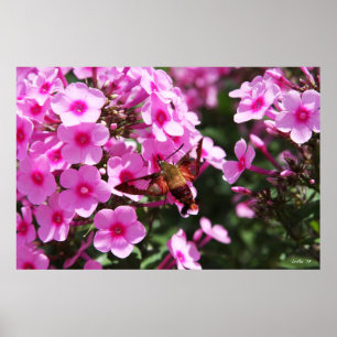 Póster Limpeza de Hummingbird e Phlox 2