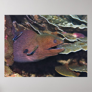 Poster Limpeza Feliz Moray