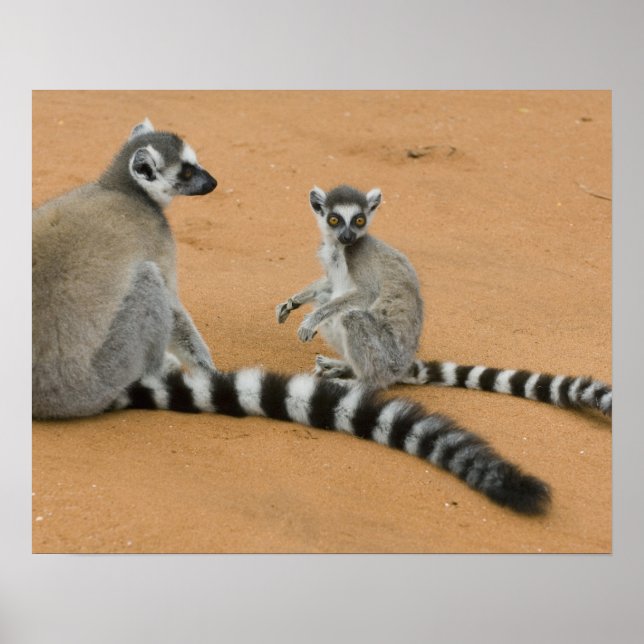 Poster Limures, (Lemur catta), Berbastante (Frente)