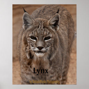 Poster Lince 5214