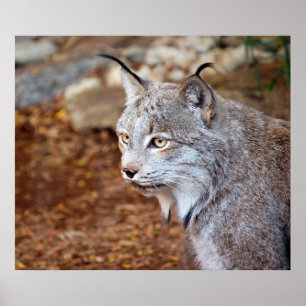 Póster Lince canadense