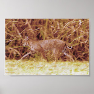 Póster Lince de Florida