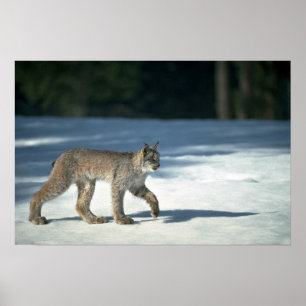Poster Lince do Canadá sobre neve