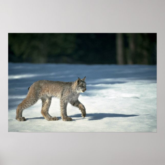 Poster Lince do Canadá sobre neve (Frente)