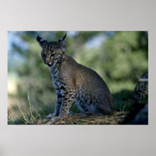 Póster Lince-gatinho