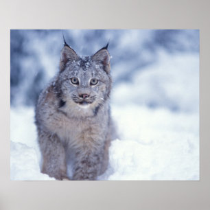 Póster Lince na neve nos contrafortes
