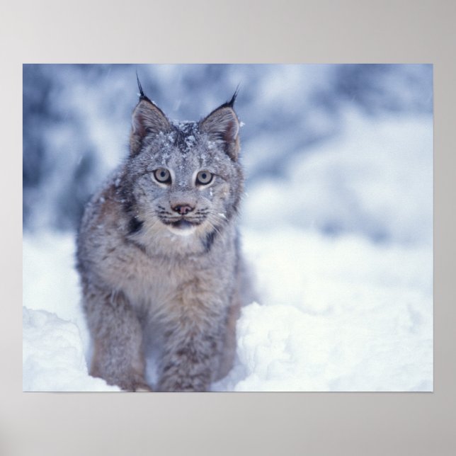 Póster Lince na neve nos contrafortes (Frente)