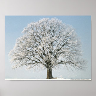 Póster Linda árvore Fosco