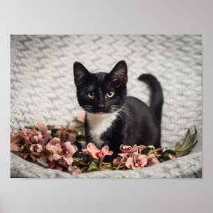 Poster Linda Bella Rose