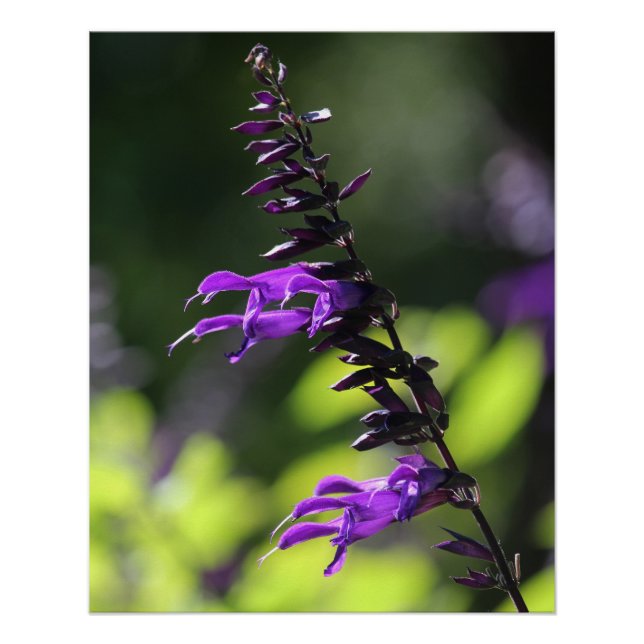 Póster Linda Bright Roxo Salvia Amistad Flores (Frente)