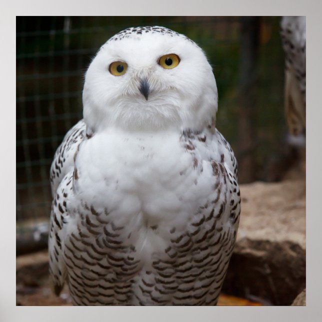 Poster Linda Coruja Branca (Frente)