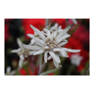 Póster Linda Edelweiss Leontopodium nivale