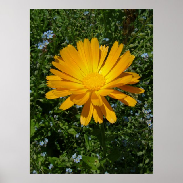 Poster linda flor amarela, margarida (Frente)