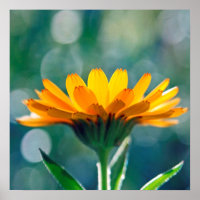 Linda Flor Amarelo Amarelo-Sol