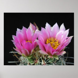 Póster Linda Flor de Cactus