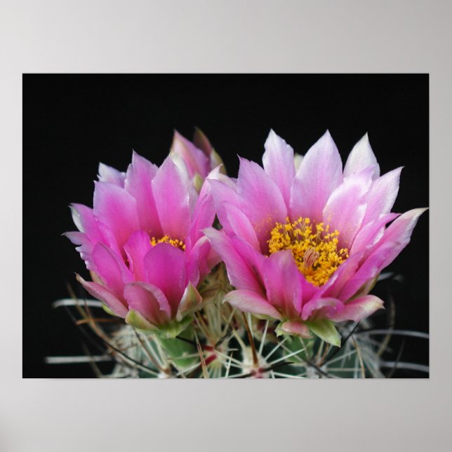 Póster Linda Flor de Cactus (Frente)
