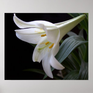 Póster Linda flor de lírio de Páscoa branca pura em preto