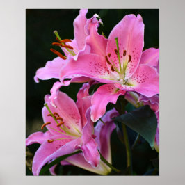 Poster Linda Flor de Lírio Rosa