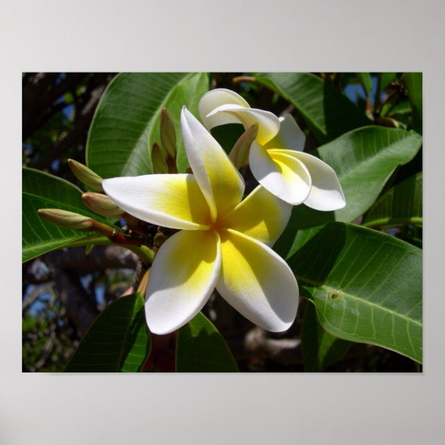 Póster Linda flor de Plumeria amarela-branca (Frente)