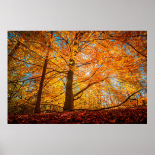 Poster Linda Floresta de outono