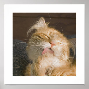 Póster Linda fotografia de Gato de Maine