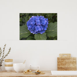 Póster Linda Hortênsia Azul
