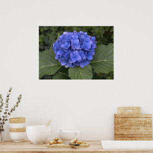 Póster Linda Hortênsia Azul