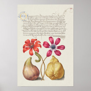Poster Linda Ilustração Botânica Vintage