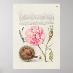 Poster Linda Ilustração Botânica Vintage